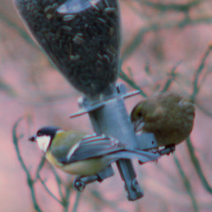 Great tit, Parus major, talgoxe - and green finch