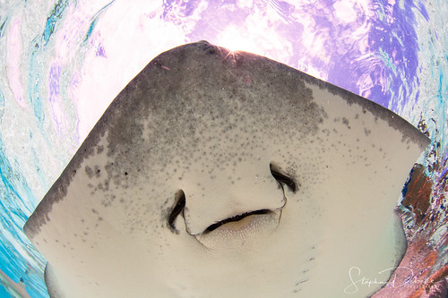 Bora Bora Photographer Stephan & Bonnie | 100% Positive reviews! | Portfolio Underwater Photos Bora Bora | August 6, 2020 Underwater Photography - Bora Bora