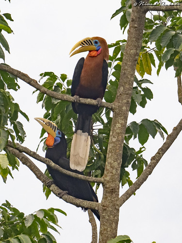 Rufous-necked Hornbill (Lifer) • <a style="font-size:0.8em;" href="http://www.flickr.com/photos/59465790@N04/40759423993/" target="_blank">View on Flickr</a>