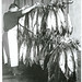 Albacore and Skipjack Tuna being glazed in Gisborne, 1966