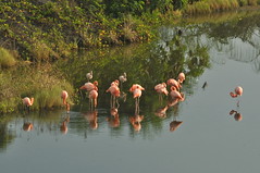 Flamingos (Phoenicopterus ruber), Isla Isabela, Galapagos, Ecuador.
