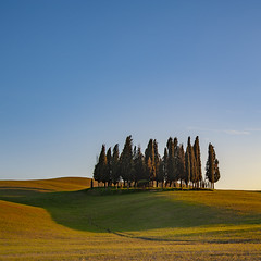 gang of trees