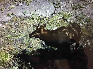 Colorado Elk Hunt and Mule Deer Hunt - Meeker 25