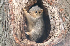 333/365/3985 (May 10, 2019) - Juvenile Fox Squirrels on a Spring Day at the University of Michigan - May 10th, 2019