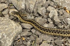 Anglų lietuvių žodynas. Žodis serpent lizard reiškia gyvatė, driežas lietuviškai.