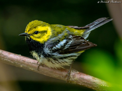 Black-throated Green Warbler • <a style="font-size:0.8em;" href="http://www.flickr.com/photos/59465790@N04/40888385323/" target="_blank">View on Flickr</a>