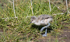 Avocet chick (Steart Marshes)