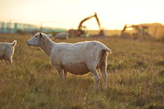 Schafe in Stonehenge I