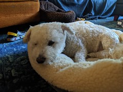 May 22: In the dog bed