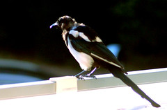 Eurasian magpie, common magpie, Pica pica, skata