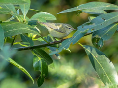 Hume's Warbler