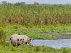 Great One-horned Rhinoceros with Great Mynas