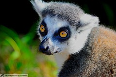 Anglų lietuvių žodynas. Žodis lemur catta reiškia Lemurė Catta lietuviškai.