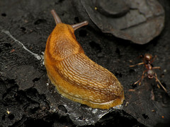 Arion Slug