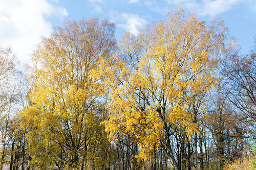 Golden birch
