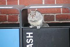 311/365/3963 (April 18, 2019) - Squirrels of Harvard University - April 17th & 18th, 2019 (Cambridge, Massachusetts)