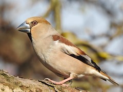 Hawfinch ♀ (Coccothraustes coccothraustes)