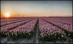 Sunset tulpen Flevoland