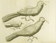 Anglų lietuvių žodynas. Žodis rainbird reiškia <li>rainbird</li> lietuviškai.