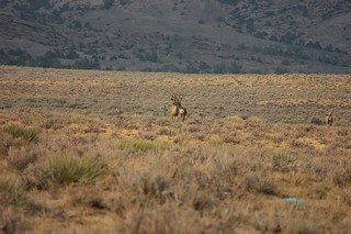 Wyoming Elk Hunt and Mule Deer Hunt 43