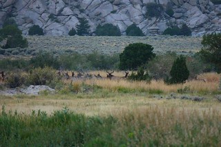 Wyoming Elk Hunt and Mule Deer Hunt 35