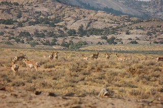 Wyoming Elk Hunt and Mule Deer Hunt 25
