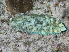 Banded sole (Soleichthys heterorhinos)
