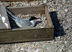 Tern nesting at Preston Docks