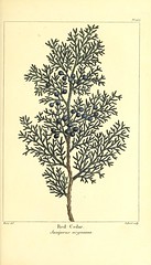 Anglų lietuvių žodynas. Žodis family cupressaceae reiškia šeimos cupressaceae lietuviškai.