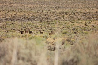 Wyoming Elk Hunt and Mule Deer Hunt 45