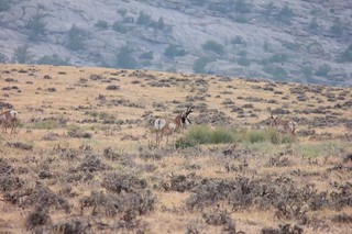 Wyoming Elk Hunt and Mule Deer Hunt 38