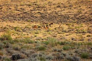 Wyoming Elk Hunt and Mule Deer Hunt 29