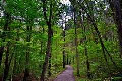 I Am Undertaking a Path That Leads Me Onward... (Mammoth Cave National Park)