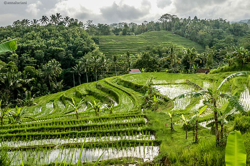 Bali risaie