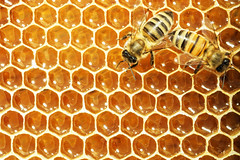Anglų lietuvių žodynas. Žodis honeys reiškia medaus lietuviškai.