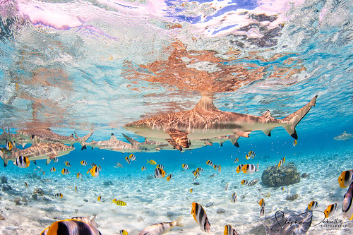 Bora Bora Photographer Stephan & Bonnie | 100% Positive reviews! | Portfolio Underwater Photos Bora Bora | August 6, 2020 Underwater Photography - Bora Bora