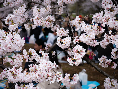 under cherry blossom