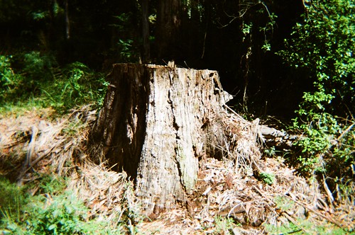 Tree stump, From FlickrPhotos