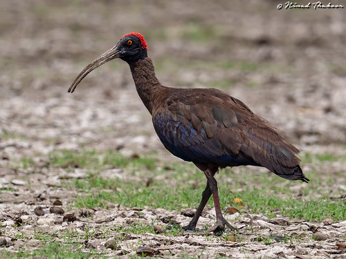 Red-naped Ibis (Photo Lifer) • <a style="font-size:0.8em;" href="http://www.flickr.com/photos/59465790@N04/47642262162/" target="_blank">View on Flickr</a>