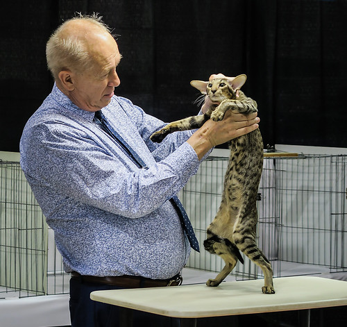 Cat Examination by Russ Allison Loar, on Flickr