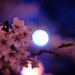 夜桜 - Blossom
