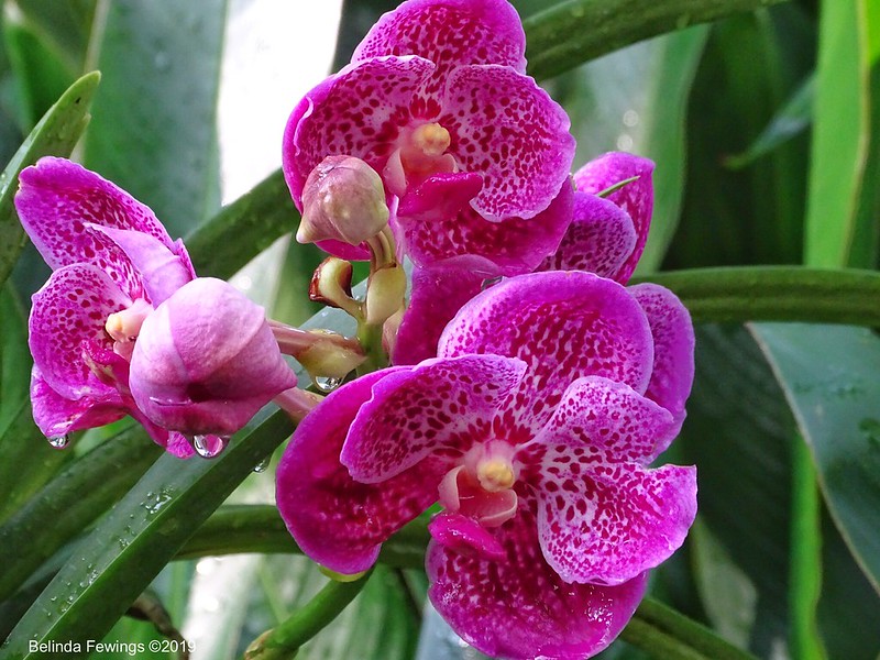Orchids<br/>© <a href="https://flickr.com/people/23414563@N04" target="_blank" rel="nofollow">23414563@N04</a> (<a href="https://flickr.com/photo.gne?id=47661071522" target="_blank" rel="nofollow">Flickr</a>)