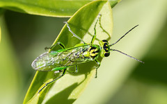 Green sawfly Rhogogaster viridis