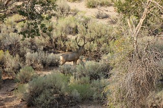 Wyoming Elk Hunt and Mule Deer Hunt 44