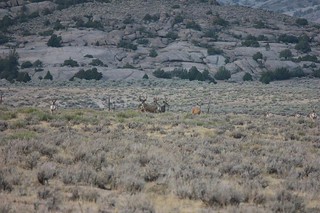 Wyoming Elk Hunt and Mule Deer Hunt 40