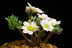 Callianthemum miyabeanum
