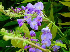 Tui (Pontevedra) flores