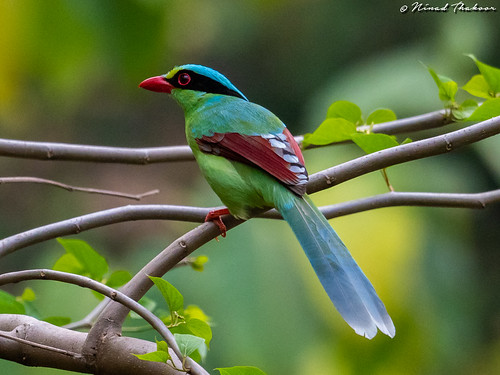 Common Green Magpie (Lifer) • <a style="font-size:0.8em;" href="http://www.flickr.com/photos/59465790@N04/47748514741/" target="_blank">View on Flickr</a>