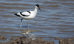 Avocet with chick (Steart Marshes)