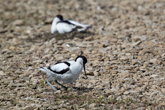 Avocet with eggs (Steart Marshes)
